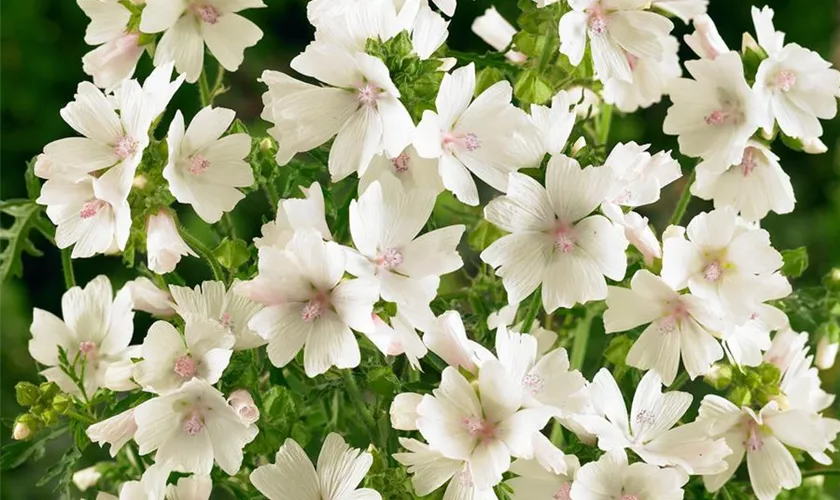 Malva moschata 'Alba'