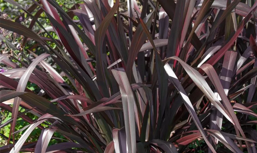 Phormium tenax 'Black Adder'