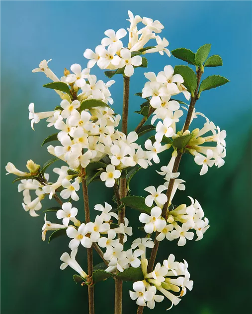 Osmanthus fragrans Pflanze, Pflege & Tipps  Floragard