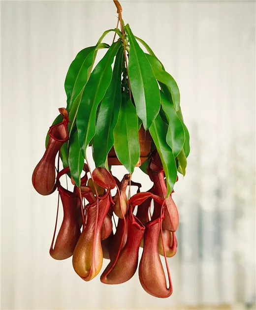 Kannenpflanze Pflanze, Pflege & Tipps  Floragard
