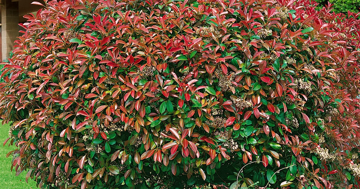 Glanzmispel 'Red Select' Pflanze, Pflege & Tipps  Floragard