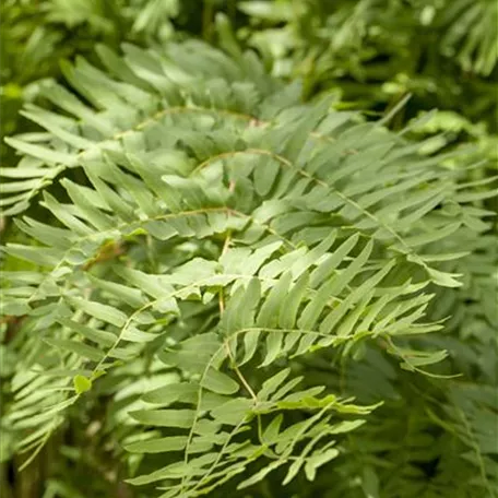 Graziler Garten-Königsfarn 'Gracilis'