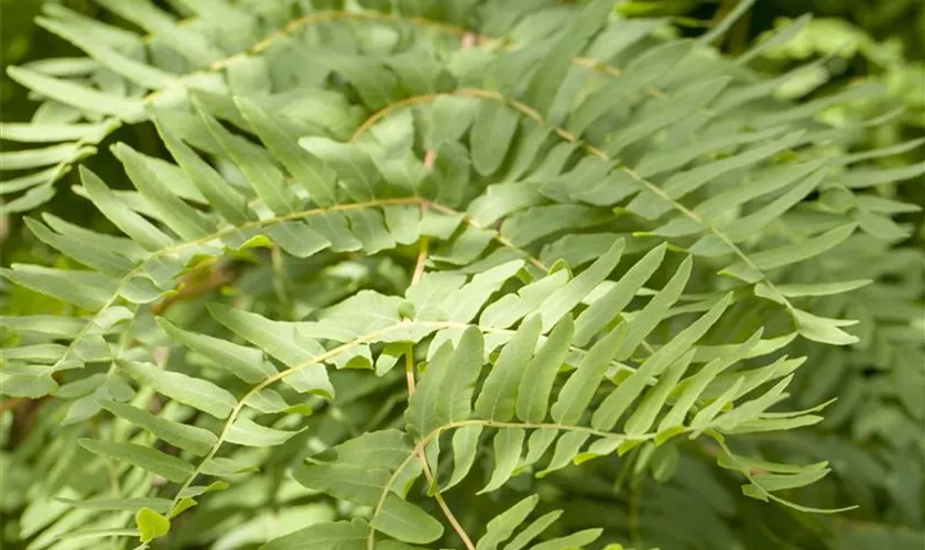 Osmunda regalis 'Gracilis'