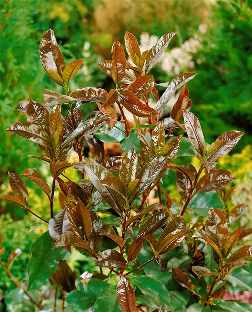 Glanzmispel 'Camilvy' Pflanze, Pflege & Tipps  Floragard