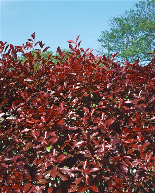santolina plant Santolina chamaecyparissus main image 1