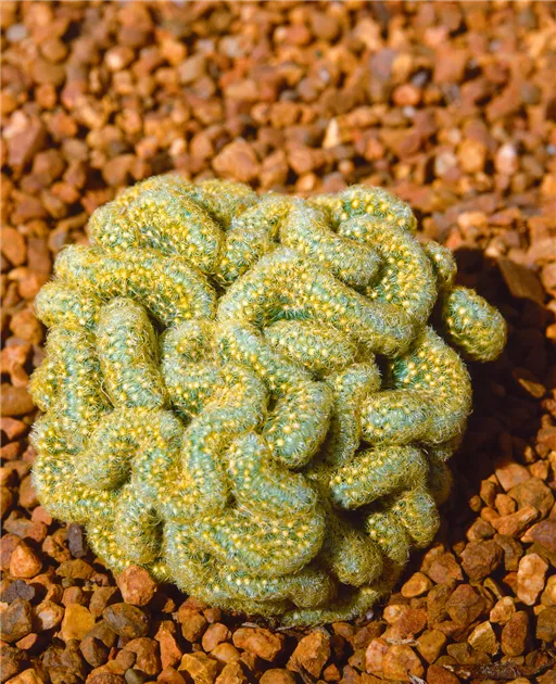 Mammillaria elongata 'Cristata' Pflanze, Pflege & Tipps  Floragard