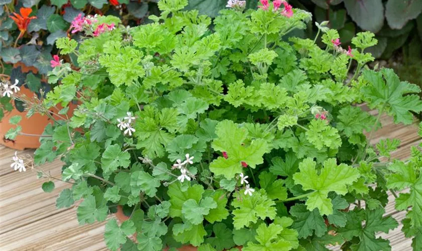 Pelargonium 'Lemon Fresh'