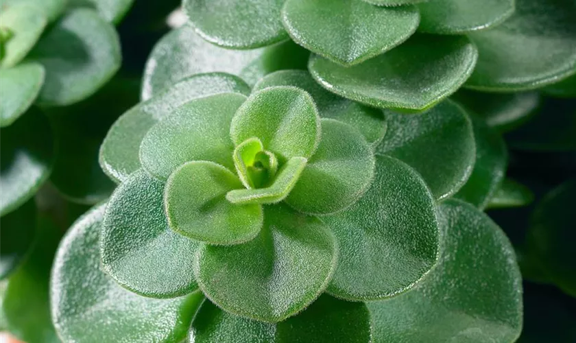 Peperomia 'Belly Button'