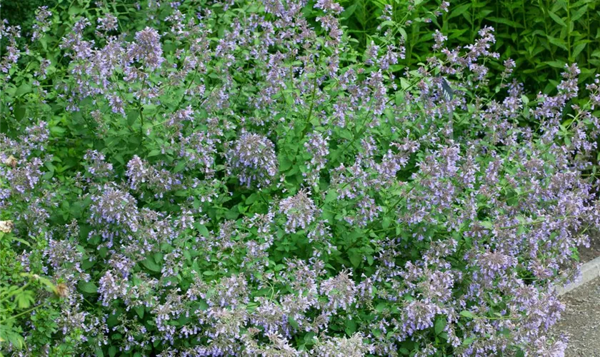 Nepeta grandiflora 'Lamendi'