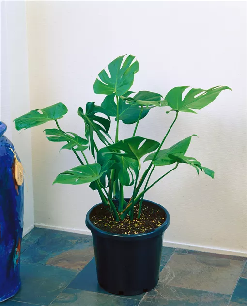 Monstera acuminata Pflanze, Pflege & Tipps  Floragard