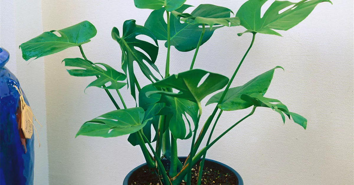 philodendron bipinnatifidum choco empress Philodendron Choco Empress - Low-maintenance, Air-purifying Indoor Plant main image 0