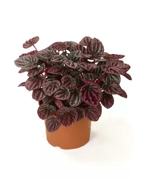 amydrium medium variegata Amydrium medium 'Silver' Baby