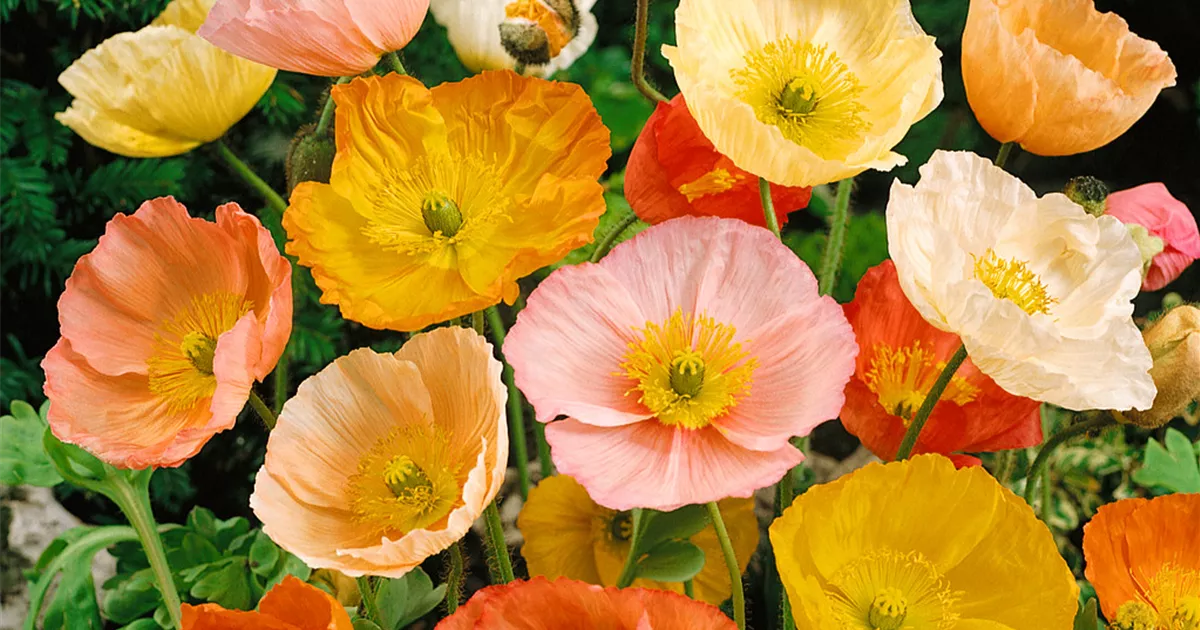 rose westerland dngen Westerland