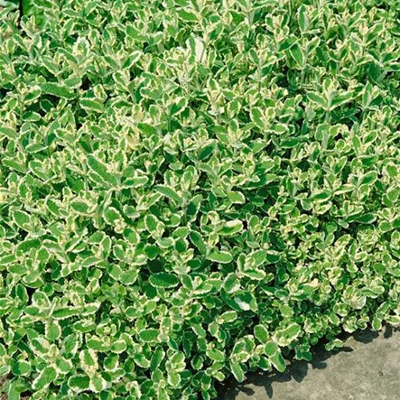 Ananasminze 'Bowles' Ananasminze 'Bowles'