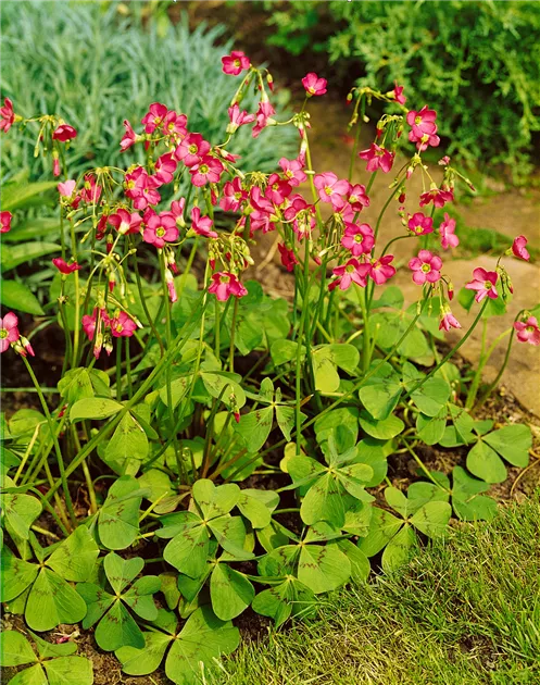 moos zimmerpflanze Gummibaum im Topf  Grne Zimmerpflanze kaufen  MO BLUMEN