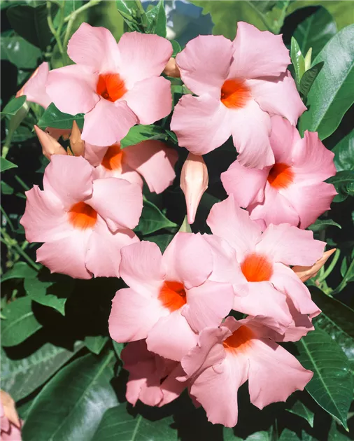 Dipladenia Sundaville Pflanze, Pflege & Tipps  Floragard