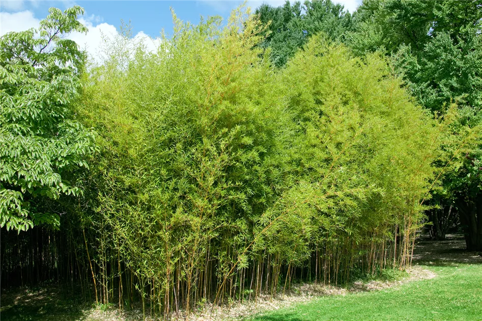 Gelber Bambus Pflanze, Pflege & Tipps  Floragard