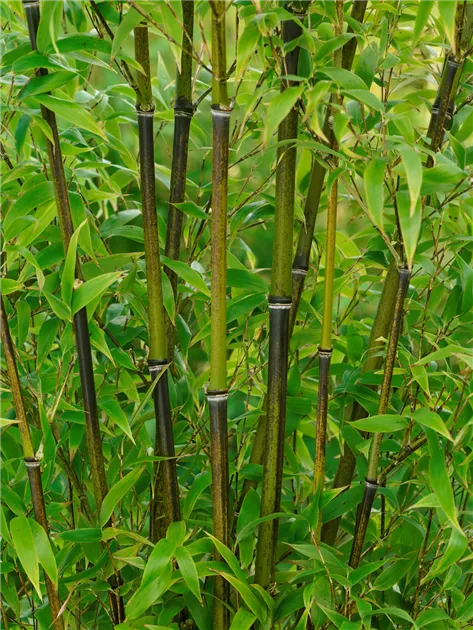 Gelber Bambus Pflanze, Pflege & Tipps  Floragard