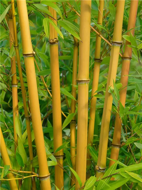 Bambus 'Aureocaulis' Pflanze, Pflege & Tipps  Floragard