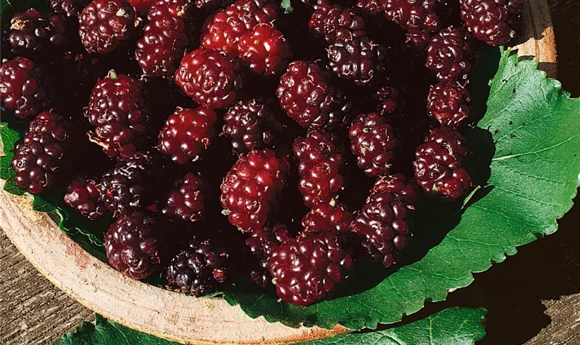 Schwarzer Maulbeerbaum 'Wellington'