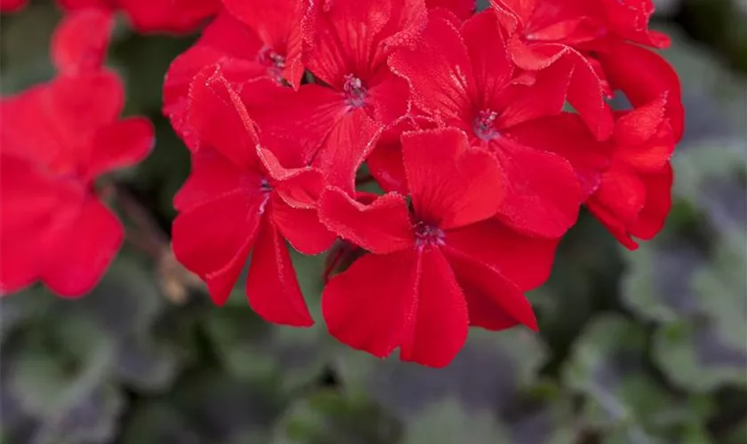 Zonal-Pelargonie 'Abelina'