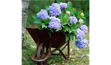 Floragard