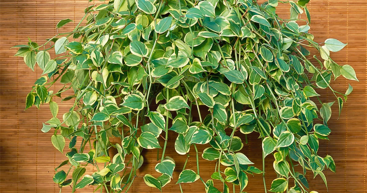 Peperomia scandens Pflanze, Pflege & Tipps  Floragard