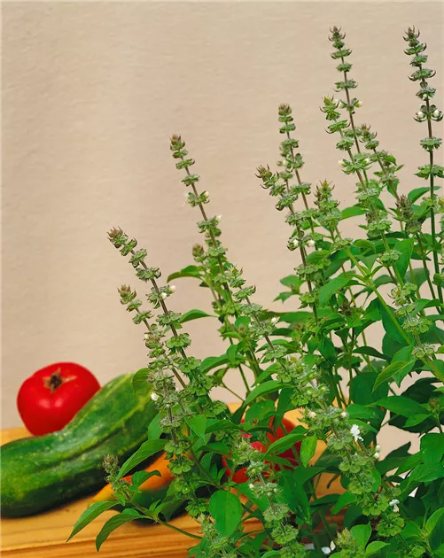 Ocimum canum Pflanze, Pflege \u0026 Tipps ▷ Floragard, image size:501x630