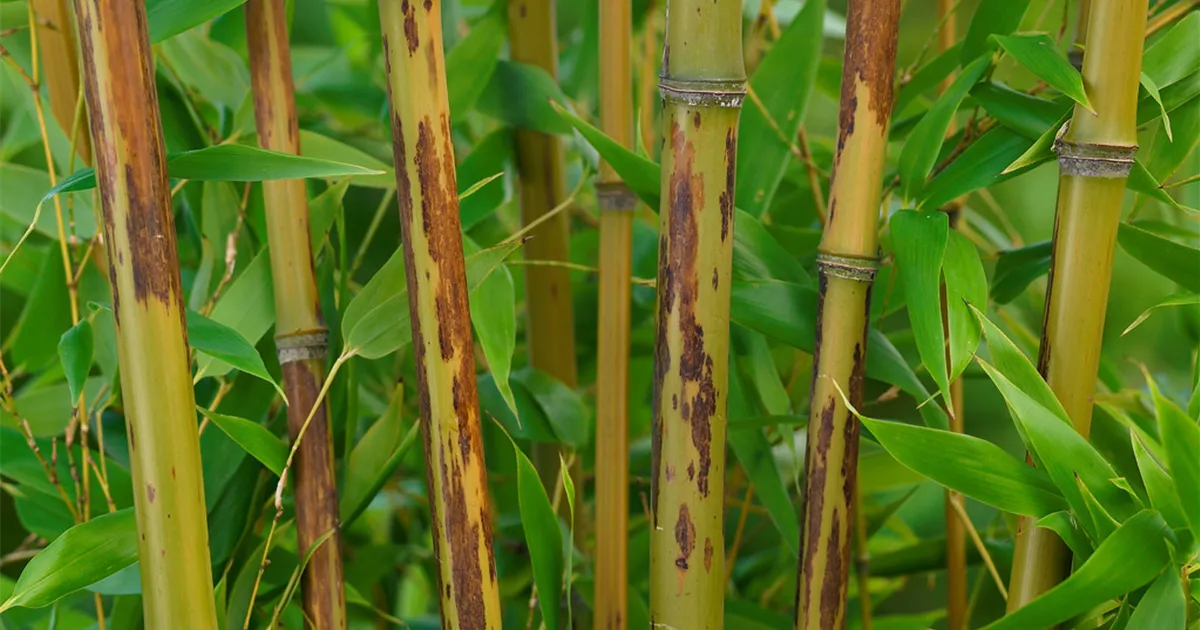 Phyllostachys nigra 'Boryana' Pflanze, Pflege & Tipps  Floragard