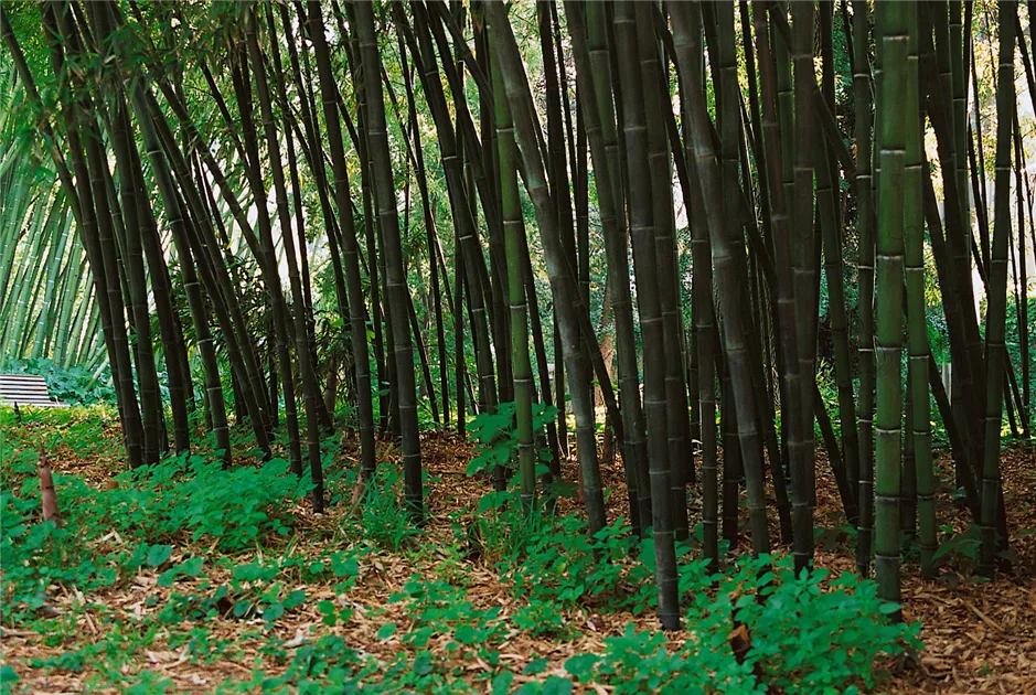 Phyllostachys nigra Pflanze, Pflege & Tipps  Floragard