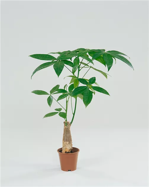 Glckskastanie Pflanze, Pflege & Tipps  Floragard