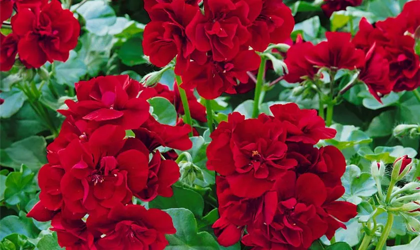 Zonal-Pelargonie 'Bernd'