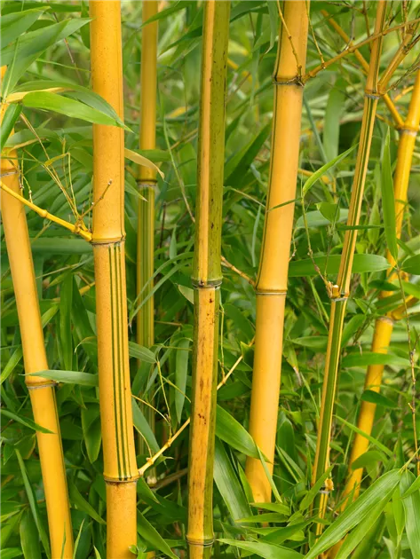 Phyllostachys vivax 'Aureocaulis'