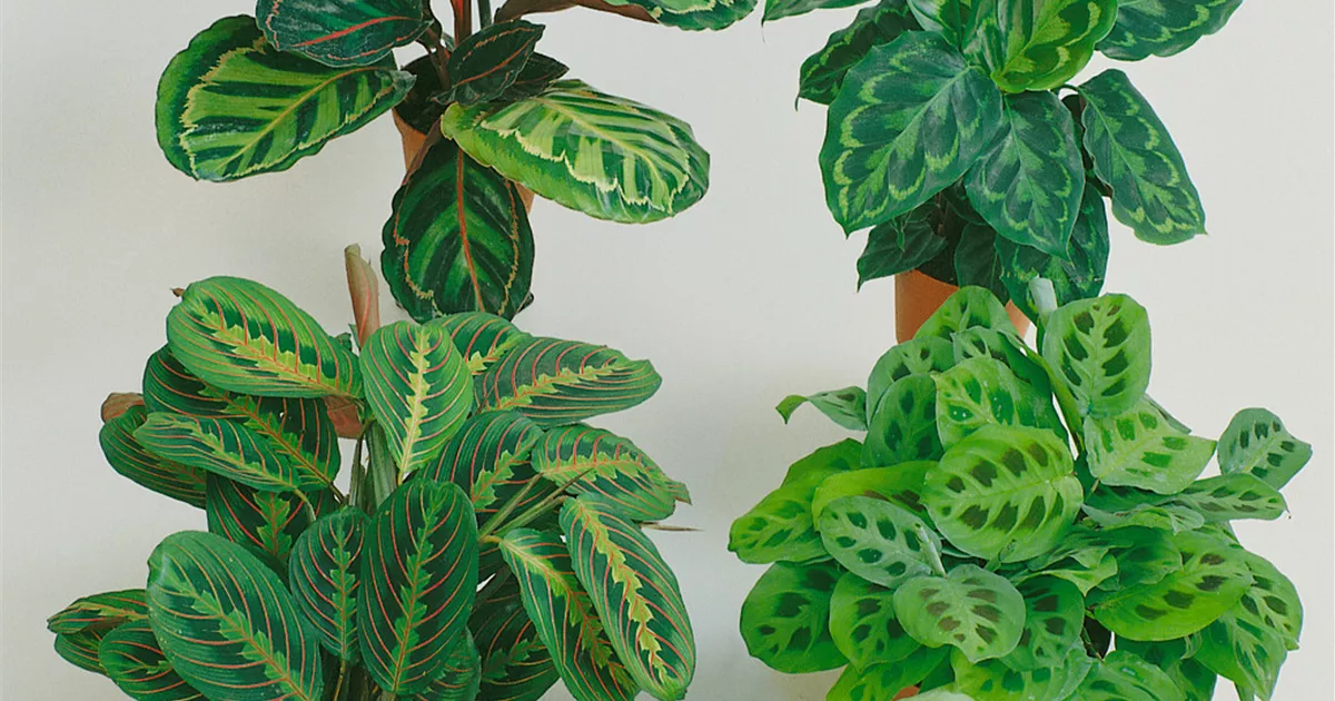 Maranta Pflanze, Pflege & Tipps  Floragard