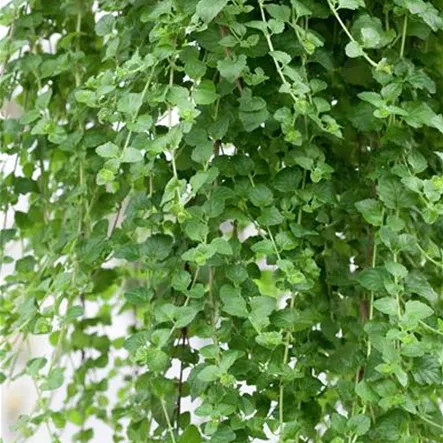 Arabisches Bergkraut Arabisches Bergkraut