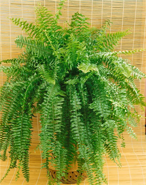 Nephrolepis exaltata Pflanze, Pflege & Tipps  Floragard