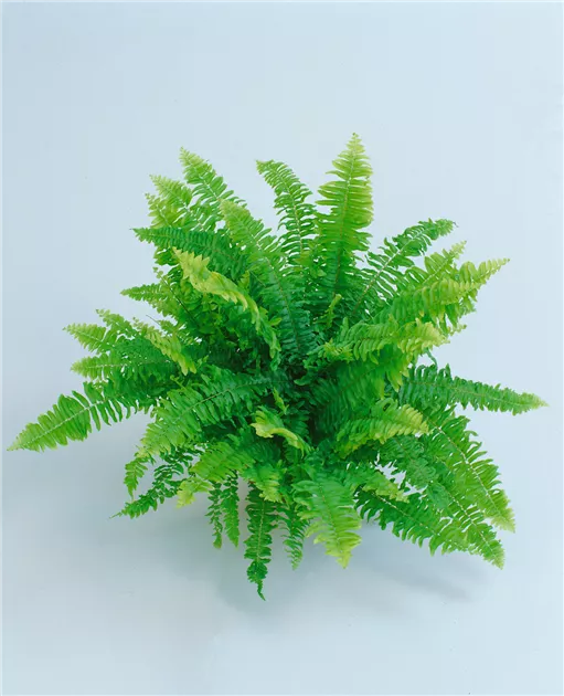 Nephrolepis exaltata 'Vitale' Pflanze, Pflege & Tipps  Floragard