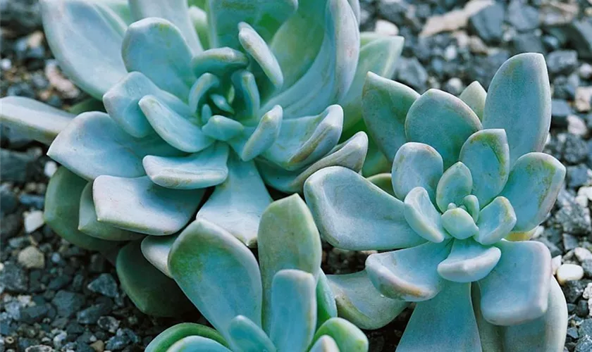 Pachyveria 'Opalina'