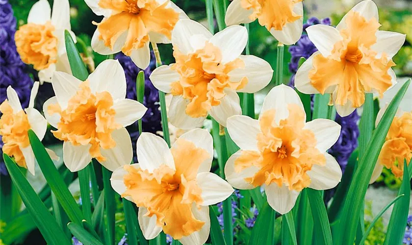 Narzisse 'Palmares'