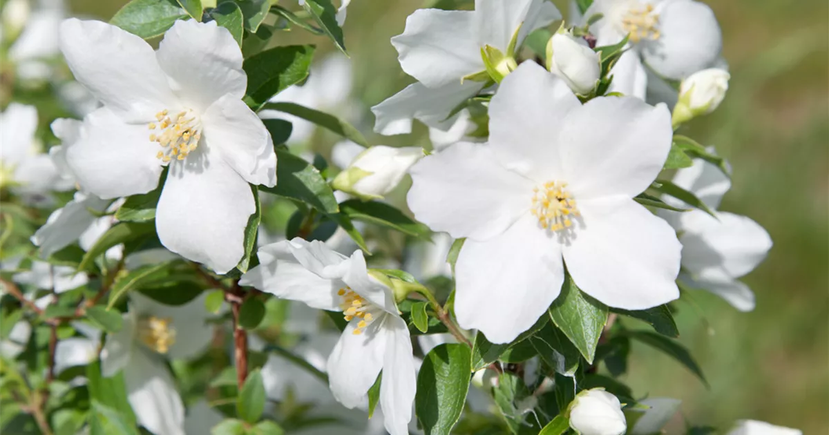 Pfeifenstrauch 'Silberregen' Pflanze, Pflege & Tipps  Floragard
