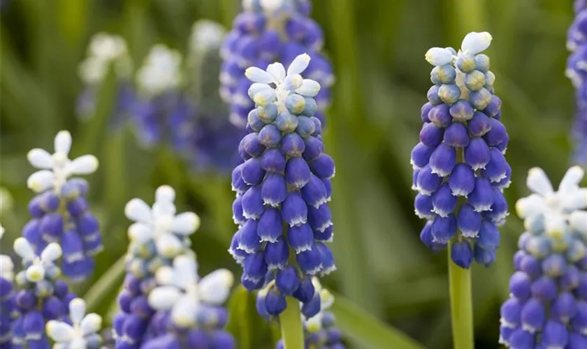 Traubenhyazinthe 'Touch of Snow'