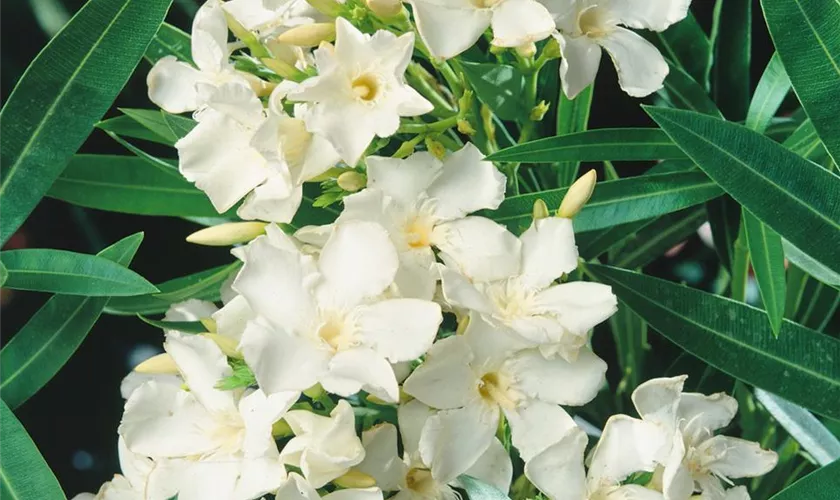 Nerium oleander 'Nana'