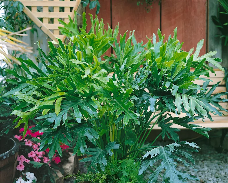 Philodendron Pflanze, Pflege & Tipps  Floragard