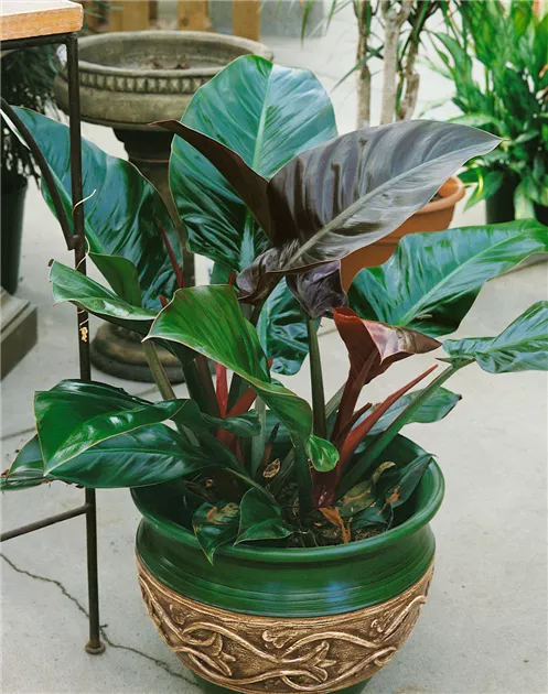 Philodendron Pflanze, Pflege & Tipps  Floragard