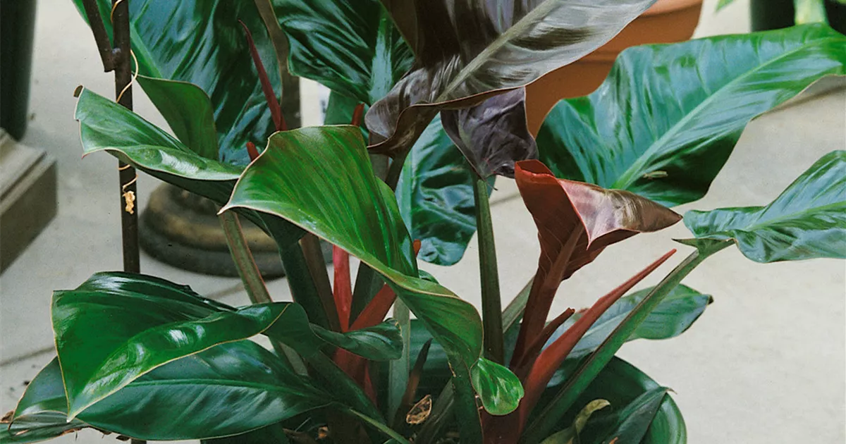 Philodendron 'Congo Red' Pflanze, Pflege & Tipps Floragard