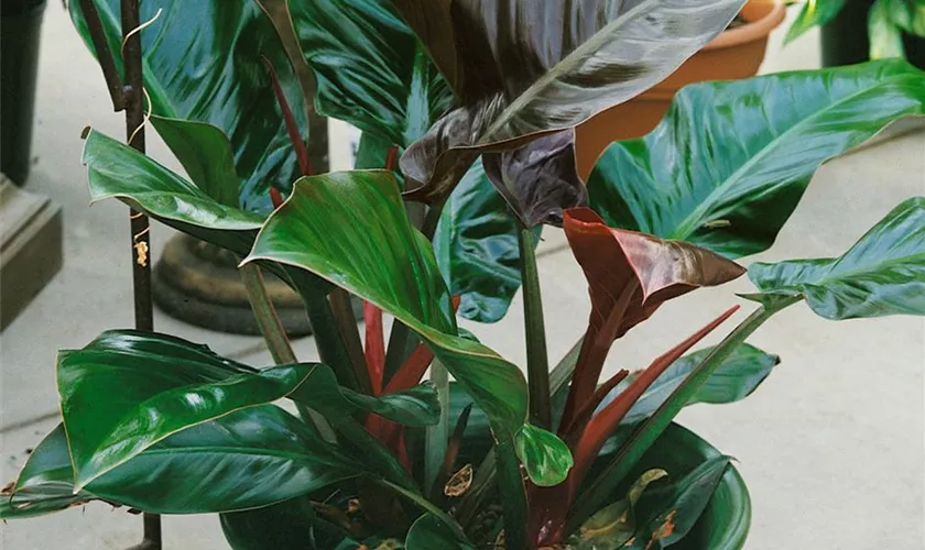 Philodendron