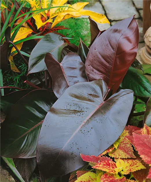 Philodendron 'Congo Red' Pflanze, Pflege & Tipps  Floragard