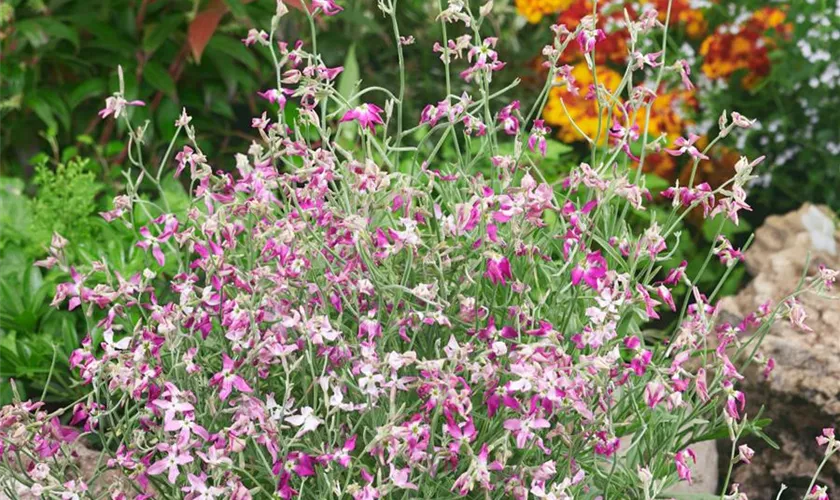 Levkoje 'Night Scented'