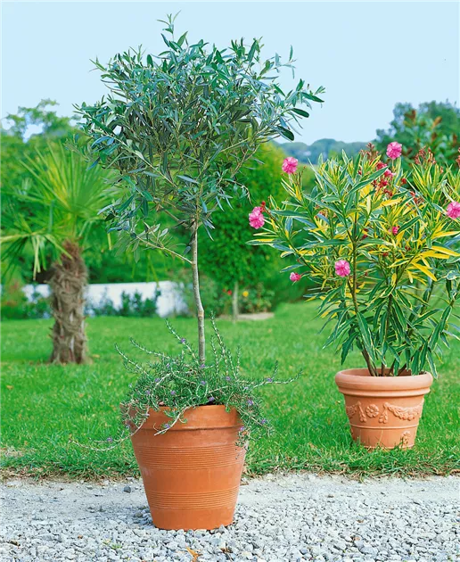 Olivenbaum Leccino – 7 Jahre Alt, Stammumfang 16 Cm, Bis 200 Cm Hoch, Im 35-cm-Topf, Aus Italien