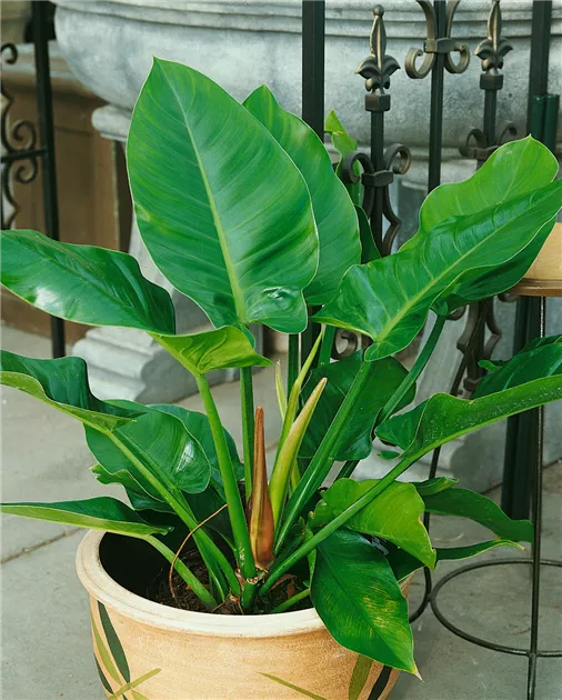 Philodendron 'Imperial Green' Pflanze, Pflege & Tipps  Floragard